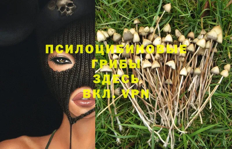 дарк нет формула  Тутаев  Псилоцибиновые грибы Magic Shrooms 